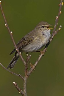 Willow Warbler (Phylloscopus trochilus) male singing, Scotland, United Kingdom