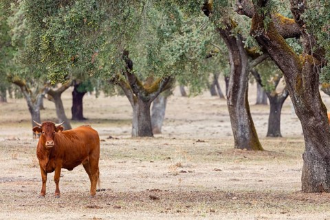 Iberian pig, Cerdo Ibérico, Porco ibérico, Iberian Pig, domestic cattle, cow, Bos primigenius