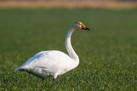 Whooper Swan (Cygnus cygnus), North Rhine-Westphalia, Germany