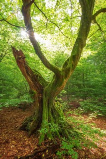 Old hornbeam with moss-covered roots in a former hut forest, the sun shines through green leaves,