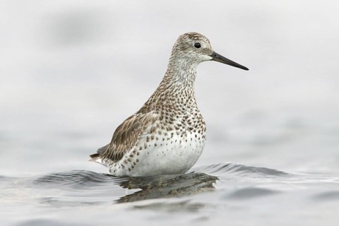 Great Knot (Calidris tenuirostris) foraging, Victoria, Australia