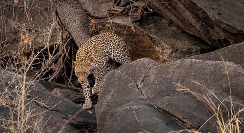 Female, leopard (Panthera pardus) in rocks, Savuti, Chobe National Park, Botswana