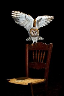 Western Barn Owl (Tyto alba), Castile and Leon, Spain