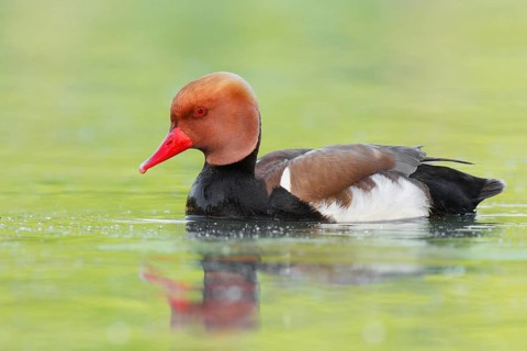 Red-crested Pochard (Netta rufina) male, Brandenburg, Germany
