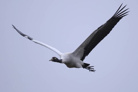 Black-necked Crane (Grus nigricollis) flying, Dashanbo, China