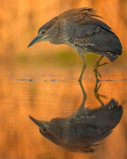 Black-crowned Night Heron (Nycticorax nycticorax) juvenile, Hungary