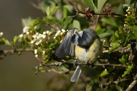 Blue tit (Cyanistes caeruleus) adult garden bird preening in a Hawthorn tree in spring, Suffolk,