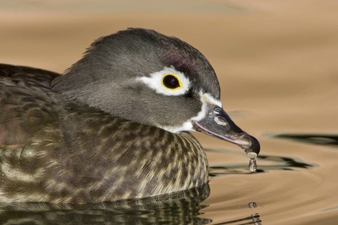 Wood Duck (Aix sponsa) female, New Mexico, USA