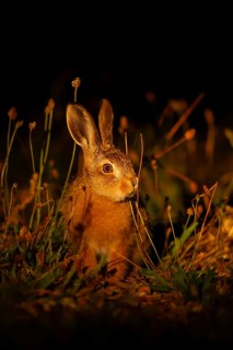 European brown hare (Lepus europaeus) juvenile leveret in grassland lit by torchlight at night in