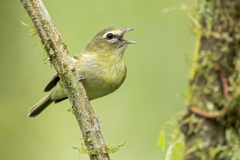Yellow-winged Vireo (Vireo carmioli) perched on a branch in Panama