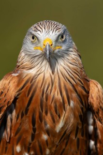 Red kite (Milvus milvus) adult bird of prey raptor head portrait, England, United Kingdom