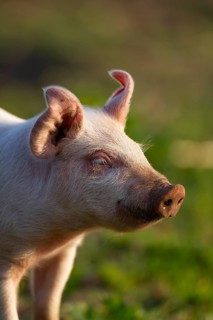 Domestic pig (Sus scrofa domesticus) juvenile baby piglet farm animal in a field in summer,