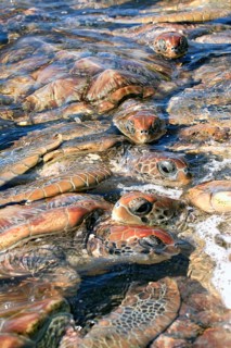 Green turtle (Chelonia mydas), green turtle, adult, group, water, sea, swimming, Cayman Islands,