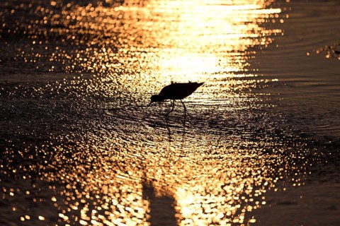Avocet (Recurvirostra avosetta) in the water against the light, Texel, North Holland, Netherlands