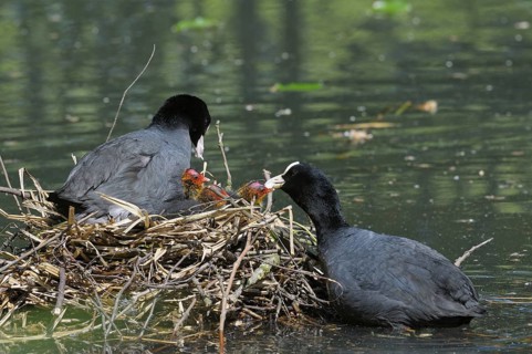 Blaessralle / Blaesshuhn (Fulica atra), Coot, Altvoegel fuettern Jungvoegel im Nest, Mai,