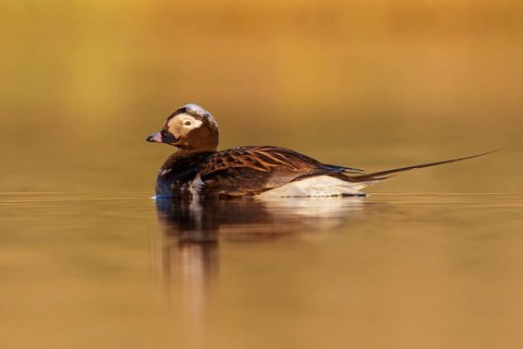 Long-tailed Duck (Clangula hyemalis) in a pond near Nome, Alaska