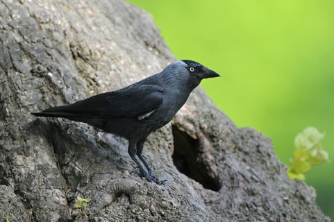 Dohle (Corvus monedula), Jackdaw, Altvogel an der Bruthoehle, Mai, Borken, Muensterland,