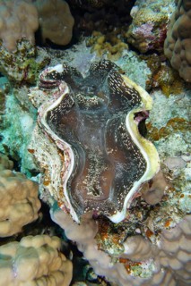 Common giant clam (Tridacna maxima)