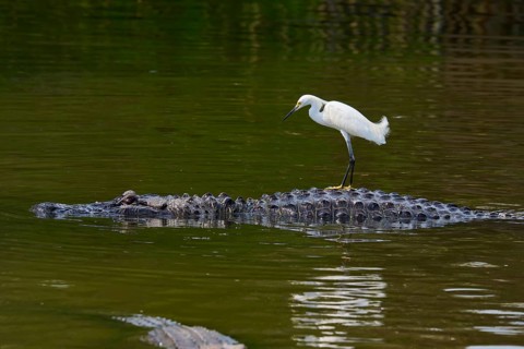 A heron keeps its balance on a calmly swimming crocodile, Great Egret (Egretta thula), American