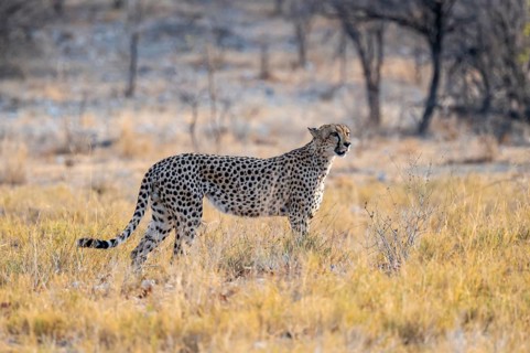 Cheetah (Acinonyx jubatus) running in dry savannah, Etosha National Park, Namibia