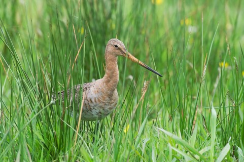 Black-tailed gown (Limosa limosa) looking for food in meadows, Lower Saxony, Germany
