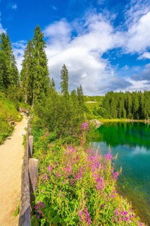 Pink flowers blooming along a scenic path by lake carezza with tourists enjoying the beautiful