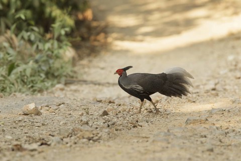 Kalij Pheasant (Lophura leucomelanos) male, Phetchaburi, Thailand
