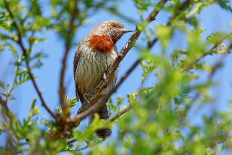 Red-throated wryneck, animals, birds, (Jynx ruficollis), perching site, wryneck species, Howick