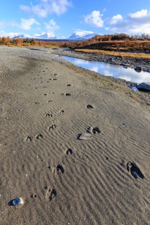 Moose tracks in the sand, autumn colours, sunny, mountains, Lapporten, Abisko National Park,