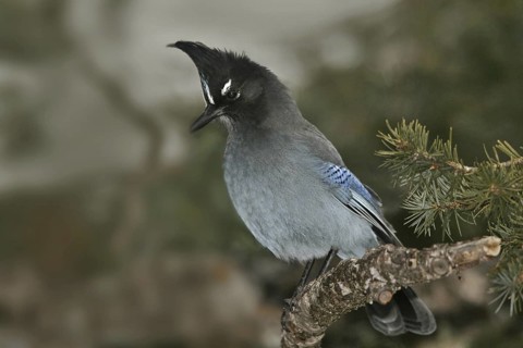 Steller's Jay (Cyanocitta stelleri), New Mexico, USA