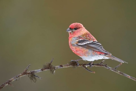 Pine Grosbeak (Pinicola enucleator) male perched on a branch, Lapland, Finland