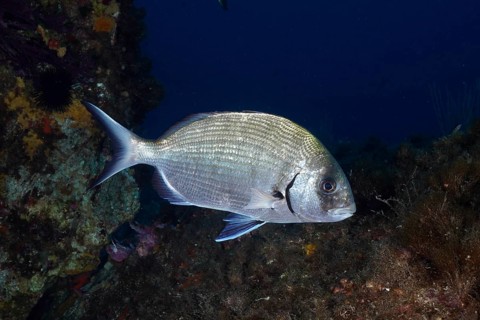 A single Great White Seabream (Diplodus sargus sargus) swimming on a rock in the blue sea, dive
