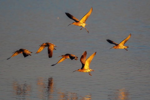 Eurasian Curlew (Numenius arquata) flock flying, Netherlands