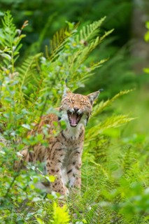 Eurasian lynx (Lynx lynx) in the middle of bushes in summer, Bavaria, Germany