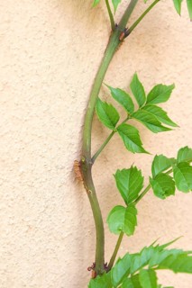 American trumpet bindweed (Campsis radicans), Goethe House, Germany