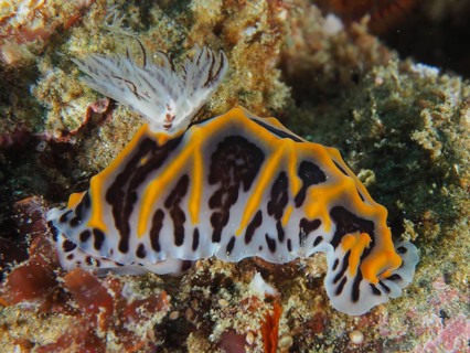 South African Halgerda (Halgerda wasinensis)