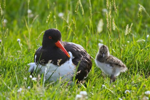 Eurasian Oystercatcher (Haematopus ostralegus) with chick, Texel, Netherlands