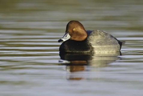 Redhead (Aythya americana) male, Arizona, USA