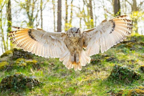 Eurasian eagle-owl (Bubo bubo) landing, captive, Bavaria, Germany