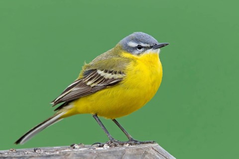 Yellow wagtail (Motacilla flava flava), animals, birds, songbirds, family of wagtails and pipits,