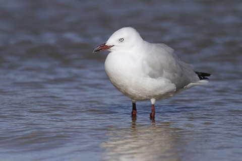 Silver Gull (Chroicocephalus novaehollandiae), Western Australia, Australia