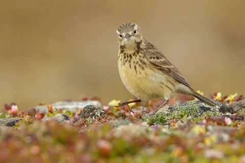 American Pipit (Anthus rubescens) perched on the tundra in Nome, Alaska