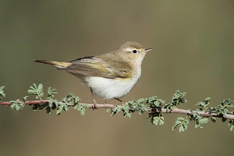Western Bonelli's Warbler (Phylloscopus bonelli), Eilat, Israel
