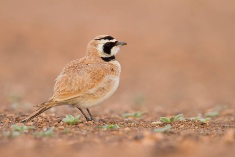 Temminck's Horned Lark - Saharaohrenlerche - Eremophila bilopha, Morocco