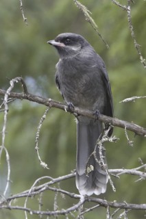 Grey Jay (Perisoreus canadensis), British Columbia, Canada