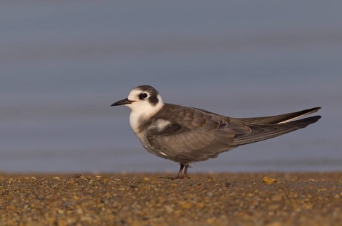 Black Tern (Chlidonias niger), Ohio, USA