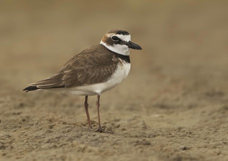 Wilson's Plover (Charadrius wilsonia), Texas, USA