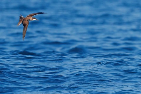 Animals, Birds, Tern, Bridled Tern, (Onychoprion anaethetus Syn: Sterna anaethetus), family of