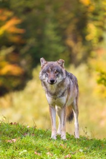 A eurasian gray wolf (Canis lupus lupus) stands on a meadow on a hill with a colourful foliage in