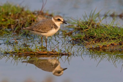 Animals, birds, plover, Kentish plover, (Charadrius alexandrinus), biotope, habitat, foraging,